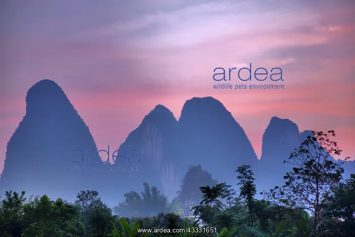: 80185309 Limestone Karst Formations at Dawn Guilin : 80185309 Limestone Karst Formations at Dawn Guilin