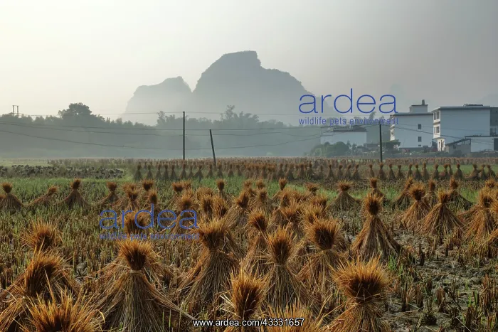 : 80185310 Village Rice fields with Rice Straw Bales : 80185310 Village Rice fields with Rice Straw Bales