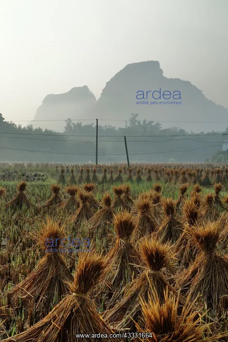 : 80185311 Village Rice fields with Rice Straw Bales : 80185311 Village Rice fields with Rice Straw Bales