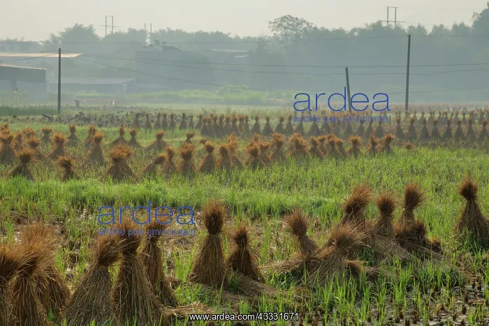 : 80185312 Village Rice fields with Rice Straw Bales : 80185312 Village Rice fields with Rice Straw Bales