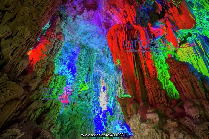: 80185327 Reed Flute Caves - lit by coloured lights : 80185327 Reed Flute Caves - lit by coloured lights