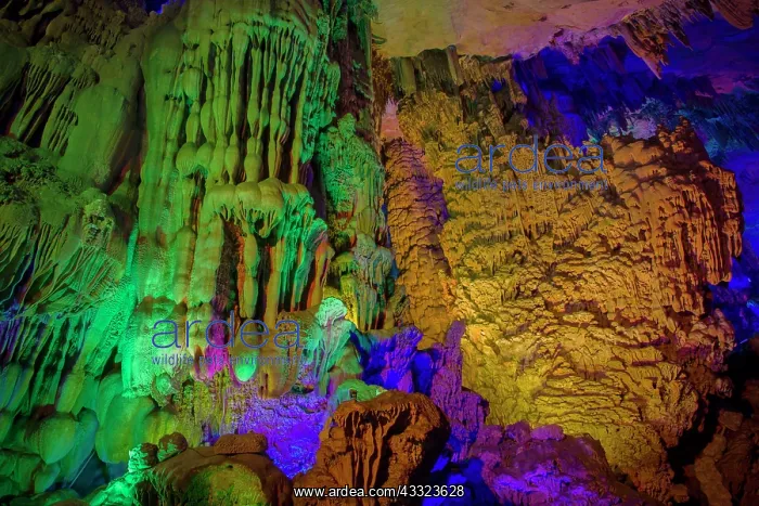 : 80185329 Reed Flute Caves - lit by coloured lights : 80185329 Reed Flute Caves - lit by coloured lights