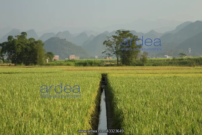 : 80185333 Rice fields with Limestone Karst Formations : 80185333 Rice fields with Limestone Karst Formations