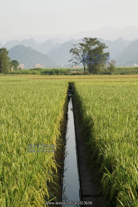 : 80185334 Rice fields with Limestone Karst Formations : 80185334 Rice fields with Limestone Karst Formations