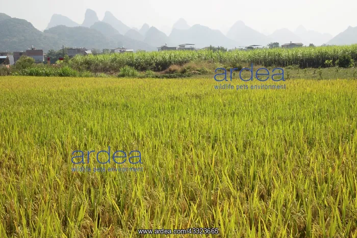 : 80185335 Rice fields with Limestone Karst Formations : 80185335 Rice fields with Limestone Karst Formations