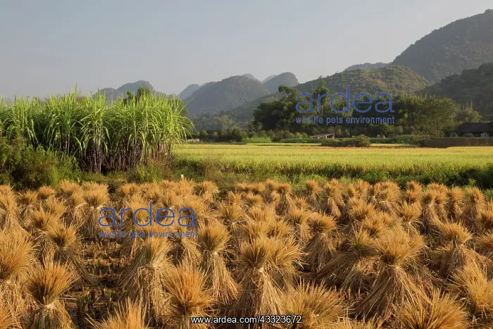 : 80185336 Rice Straw stacked for drying Guilin Region : 80185336 Rice Straw stacked for drying Guilin Region