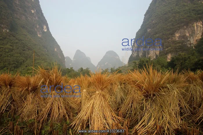  : 80185337 Rice Straw stacked for drying Guilin Region
