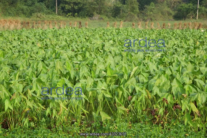 : 80185338 Taro Fields Guilin Region, Guangxi, China : 80185338 Taro Fields Guilin Region, Guangxi, China