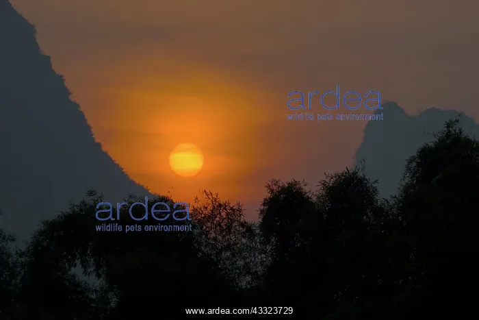 : 80185343 Sunrise over Limestone Karst Formations : 80185343 Sunrise over Limestone Karst Formations