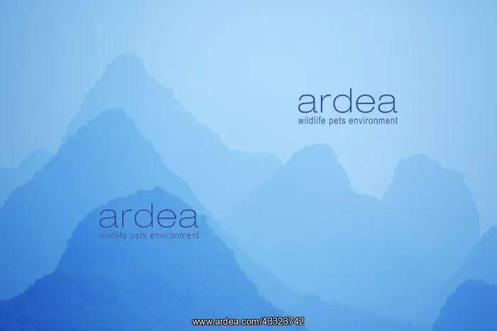 : 80185345 Limestone Karst Formation shapes in mist : 80185345 Limestone Karst Formation shapes in mist