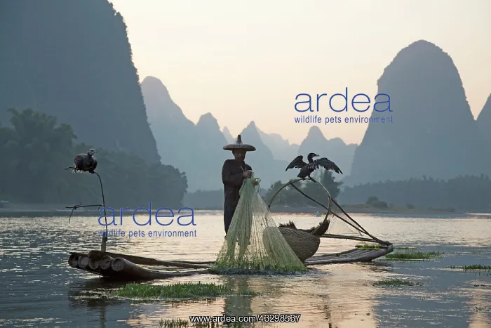 : 80185362 Cormorant Fisherman on River Li Guilin : 80185362 Cormorant Fisherman on River Li Guilin