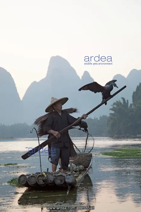 : 80185363 Cormorant Fisherman on River Li Guilin : 80185363 Cormorant Fisherman on River Li Guilin