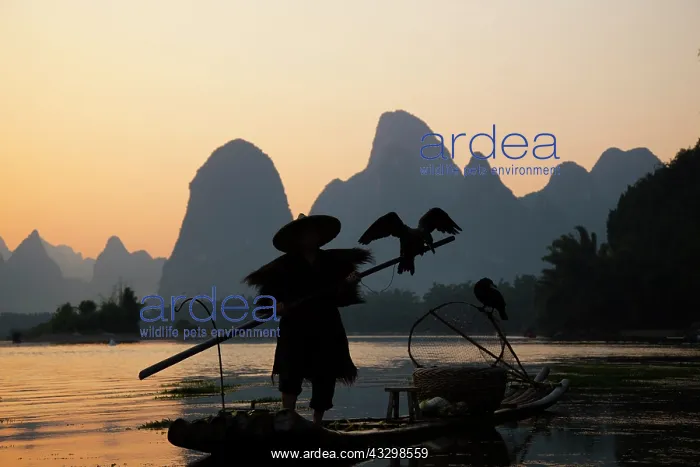 : 80185364 Cormorant Fisherman on River Li Guilin : 80185364 Cormorant Fisherman on River Li Guilin