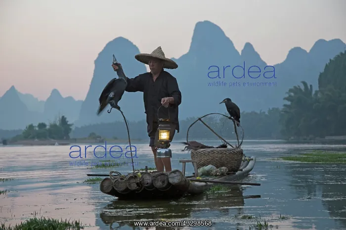 : 80185365 Cormorant Fisherman on River Li Guilin : 80185365 Cormorant Fisherman on River Li Guilin