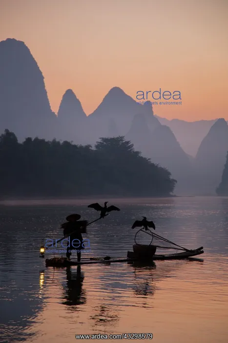 : 80185366 Cormorant Fisherman on River Li Guilin : 80185366 Cormorant Fisherman on River Li Guilin