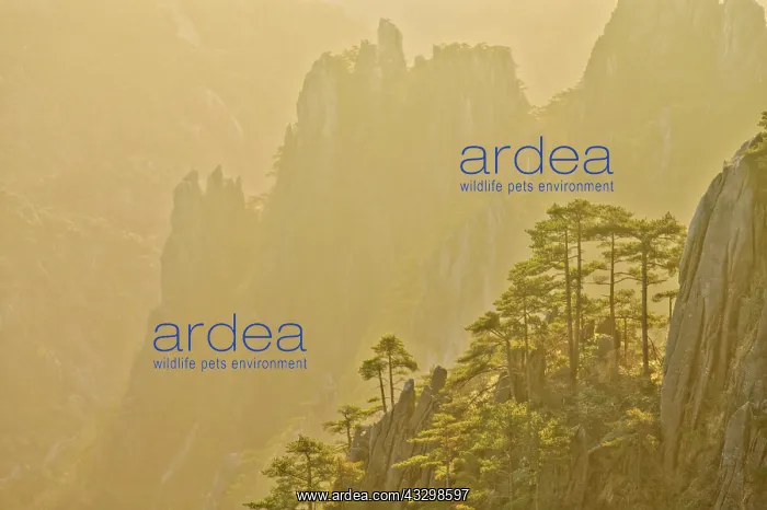 : 80185368 Yellow Mountains (Huangshan) Dawn Light : 80185368 Yellow Mountains (Huangshan) Dawn Light