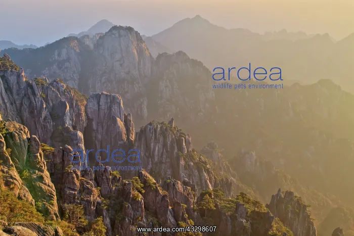 : 80185369 Yellow Mountains (Huangshan) Dawn Light : 80185369 Yellow Mountains (Huangshan) Dawn Light