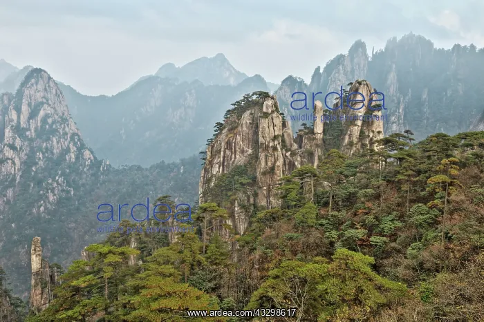 : 80185370 Yellow Mountains (Huangshan) Anhui Province : 80185370 Yellow Mountains (Huangshan) Anhui Province