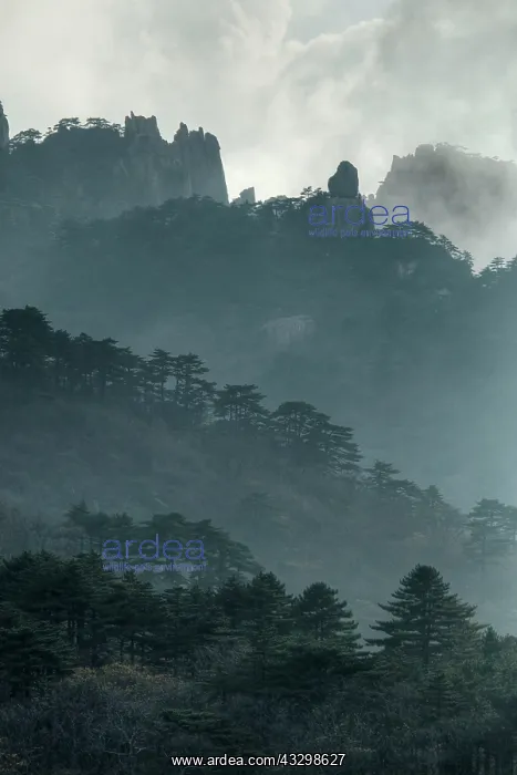 : 80185371 Yellow Mountains (Huangshan) - Low Cloud : 80185371 Yellow Mountains (Huangshan) - Low Cloud
