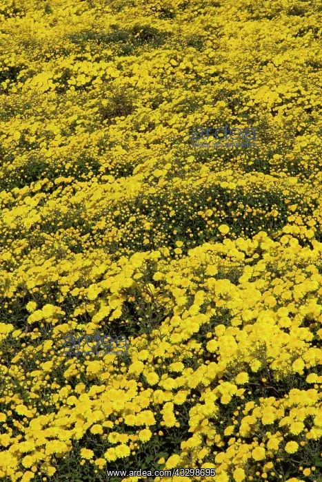 : 80185378 Chrysanthemum Fields for Tea and Medicinal : 80185378 Chrysanthemum Fields for Tea and Medicinal