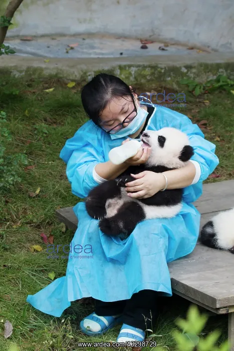 : 80185381 Baby Panda being Bottle Fed Chengdu Panda : 80185381 Baby Panda being Bottle Fed Chengdu Panda