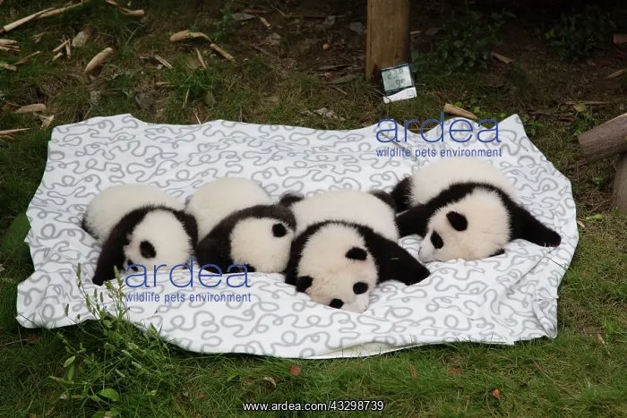 : 80185382 Baby Pandas Chengdu Panda Breeding Centre : 80185382 Baby Pandas Chengdu Panda Breeding Centre