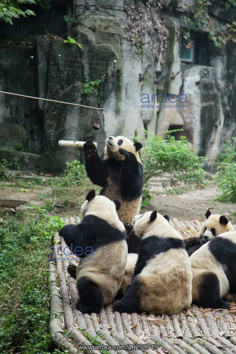 : 80185383 Feeding Pandas with Long Stick Chengdu : 80185383 Feeding Pandas with Long Stick Chengdu