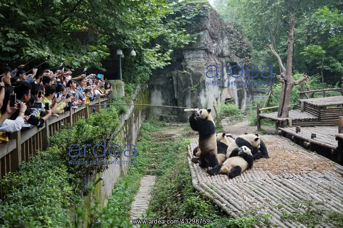 : 80185384 Tourists watching Pandas being fed Chengdu : 80185384 Tourists watching Pandas being fed Chengdu