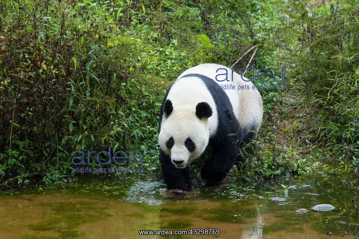  : 80185385 Panda Bifengia Panda Base, Sichuan Province