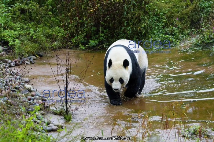 : 80185386 Panda Bifengia Panda Base, Sichuan Province : 80185386 Panda Bifengia Panda Base, Sichuan Province