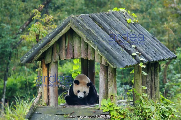 : 80185387 Panda Bifengia Panda Base, Sichuan Province : 80185387 Panda Bifengia Panda Base, Sichuan Province
