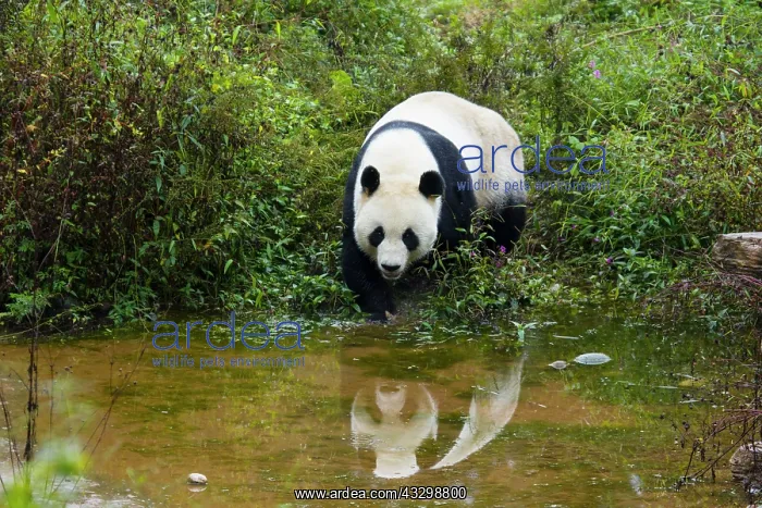 : 80185388 Panda Bifengia Panda Base, Sichuan Province : 80185388 Panda Bifengia Panda Base, Sichuan Province