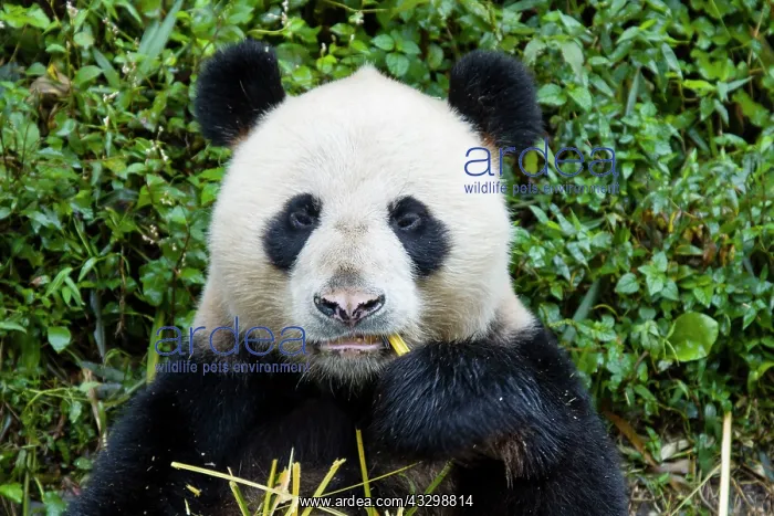 : 80185389 Panda Bifengia Panda Base, Sichuan Province : 80185389 Panda Bifengia Panda Base, Sichuan Province