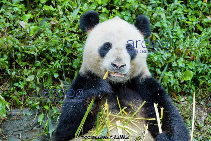  : 80185390 Panda Bifengia Panda Base, Sichuan Province