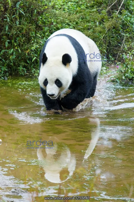 : 80185391 Panda Bifengia Panda Base, Sichuan Province : 80185391 Panda Bifengia Panda Base, Sichuan Province