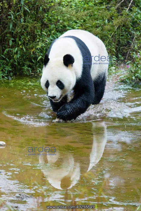 : 80185392 Panda Bifengia Panda Base, Sichuan Province : 80185392 Panda Bifengia Panda Base, Sichuan Province