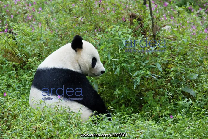 : 80185393 Panda Bifengia Panda Base, Sichuan Province : 80185393 Panda Bifengia Panda Base, Sichuan Province