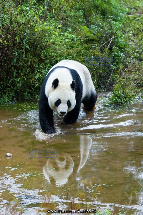  : 80185394 Panda Bifengia Panda Base, Sichuan Province