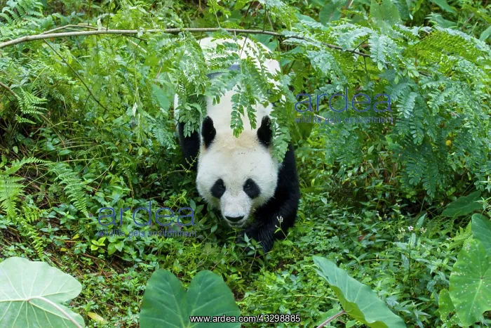 : 80185395 Panda Bifengia Panda Base, Sichuan Province : 80185395 Panda Bifengia Panda Base, Sichuan Province