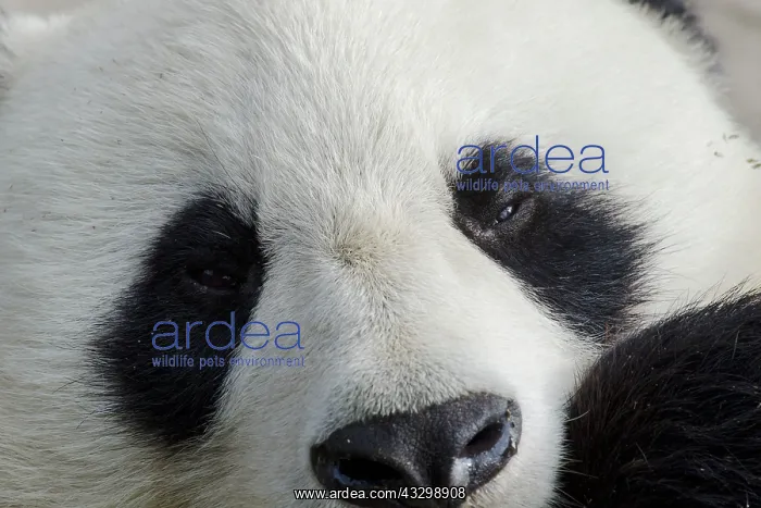 : 80185397 Panda close up Chengdu Panda Breeding Centre : 80185397 Panda close up Chengdu Panda Breeding Centre