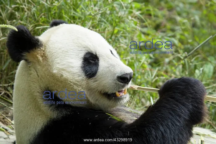 : 80185398 Panda eating Bamboo Chengdu Panda Breeding : 80185398 Panda eating Bamboo Chengdu Panda Breeding