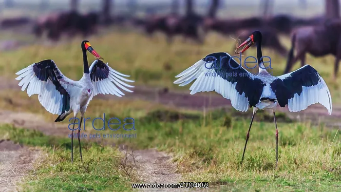 : 80185809 Saddlebill Storks - Mating rituals performed : 80185809 Saddlebill Storks - Mating rituals performed