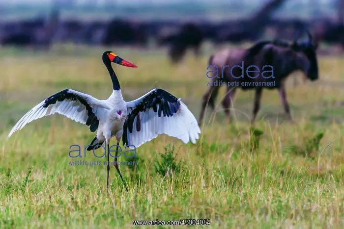 : 80185810 Saddlebill Storks - Mating rituals performed : 80185810 Saddlebill Storks - Mating rituals performed