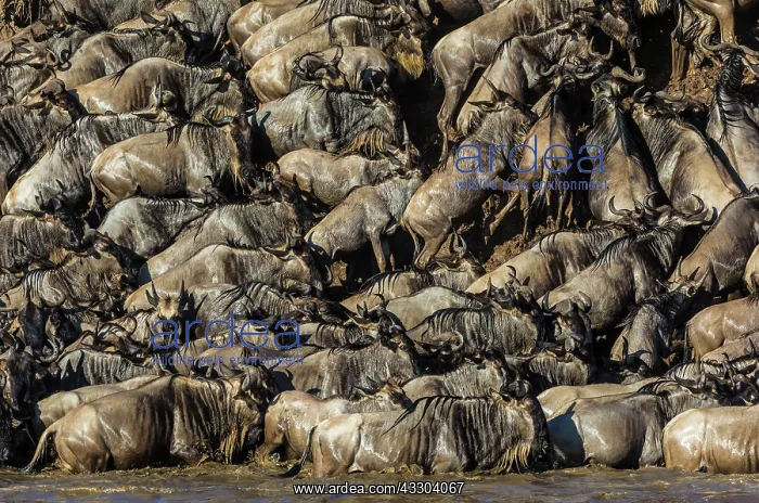 : 80185818 Wildebeest - crossing Mara River Masai : 80185818 Wildebeest - crossing Mara River Masai