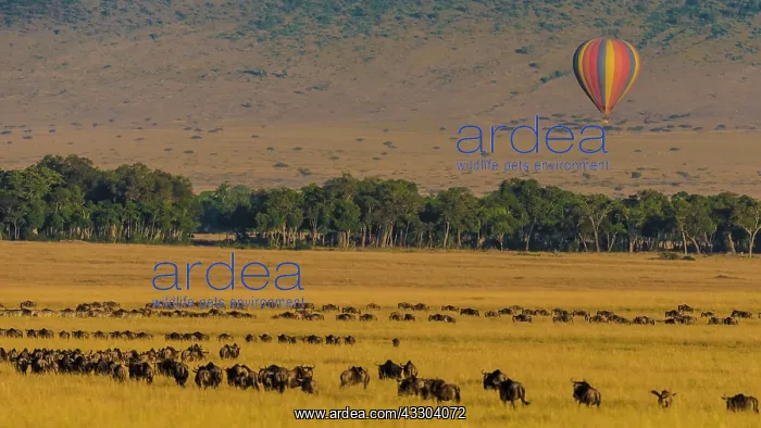 : 80185819 Wildebeest migration and hot air balloon : 80185819 Wildebeest migration and hot air balloon