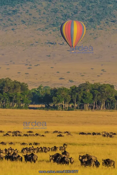 : 80185820 Wildebeest migration and hot air balloon : 80185820 Wildebeest migration and hot air balloon