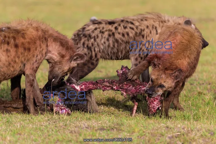 : 80185826 Spotted Hyenas - feasting on a Wildebeest : 80185826 Spotted Hyenas - feasting on a Wildebeest