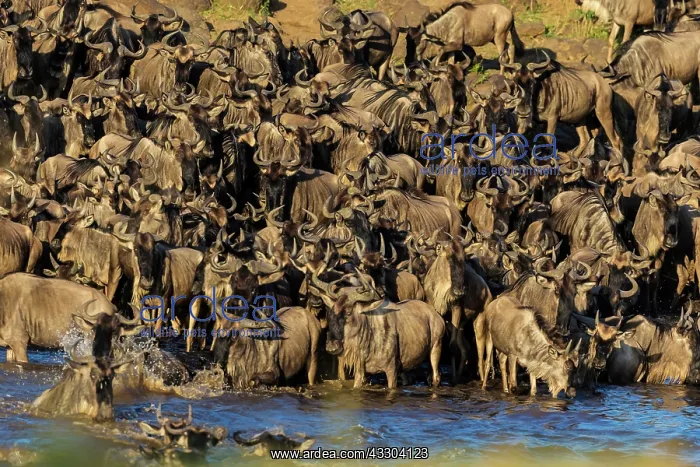 : 80185829 Wildebeest - crossing Mara River Masai : 80185829 Wildebeest - crossing Mara River Masai