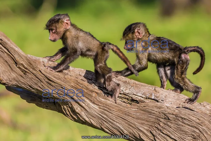 : 80185830 Olive Baboon - young playing Masai Mara : 80185830 Olive Baboon - young playing Masai Mara