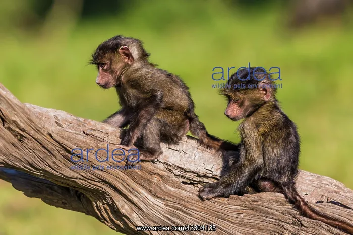 : 80185831 Olive Baboon - young playing Masai Mara : 80185831 Olive Baboon - young playing Masai Mara